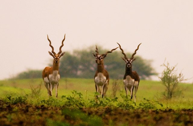blackbucks_ranebennur